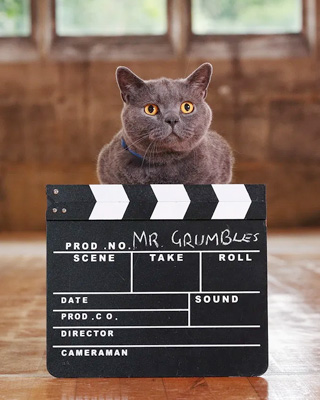 Cameras, Conversions And Cats – An Interview