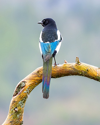 Feed The Magpies With Content, Not Foil